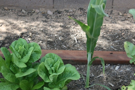 cornyrover cornyrover