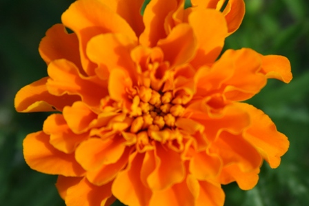 marigold