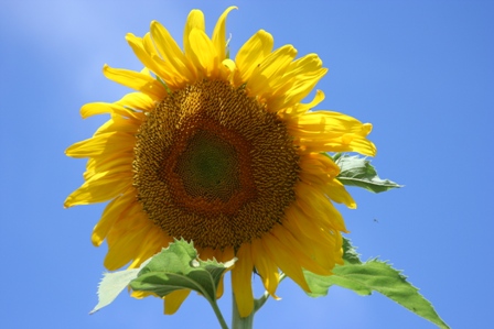 sunflower